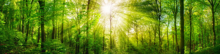 Numerous trees in a forest showing the raw material which is used in Egger's products.